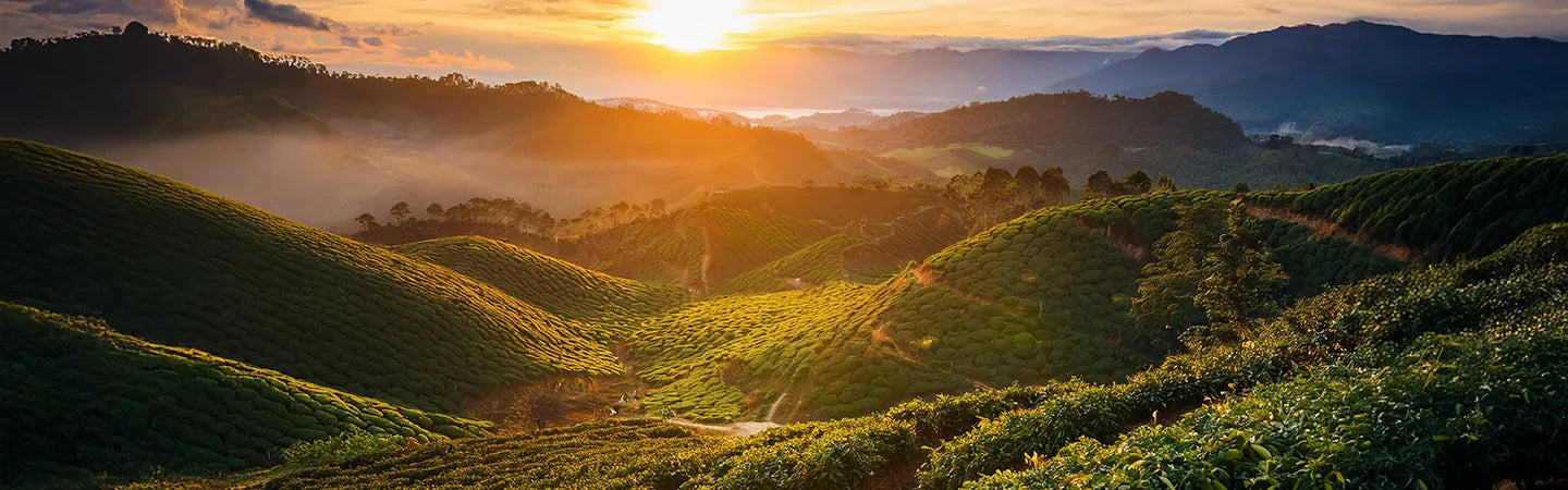 Ginseng puro: l’aroma unico della Malesia