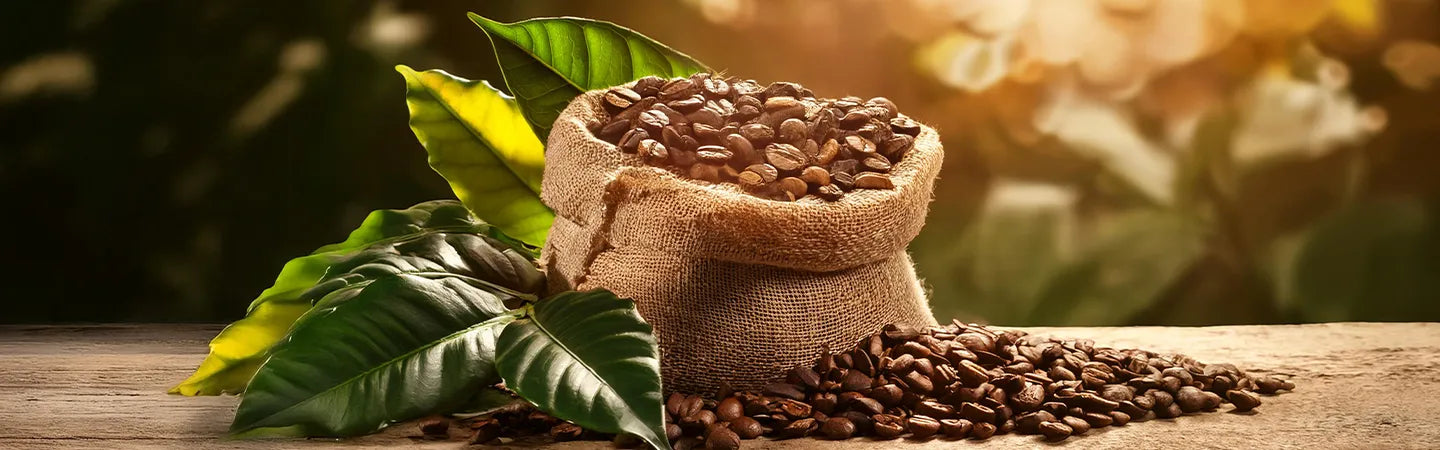 Capsule 100% Arabica: un’intensa esperienza di gusto